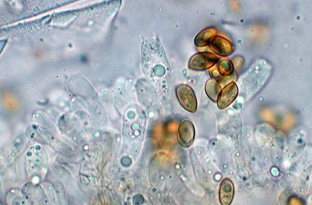 Galerina spec.  Cod. DSCN 5061